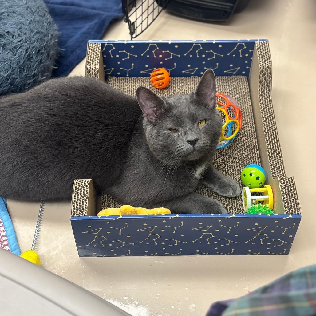 Roger, a Adoptable Domestic Short Hair in Greensboro, GA image 3/6