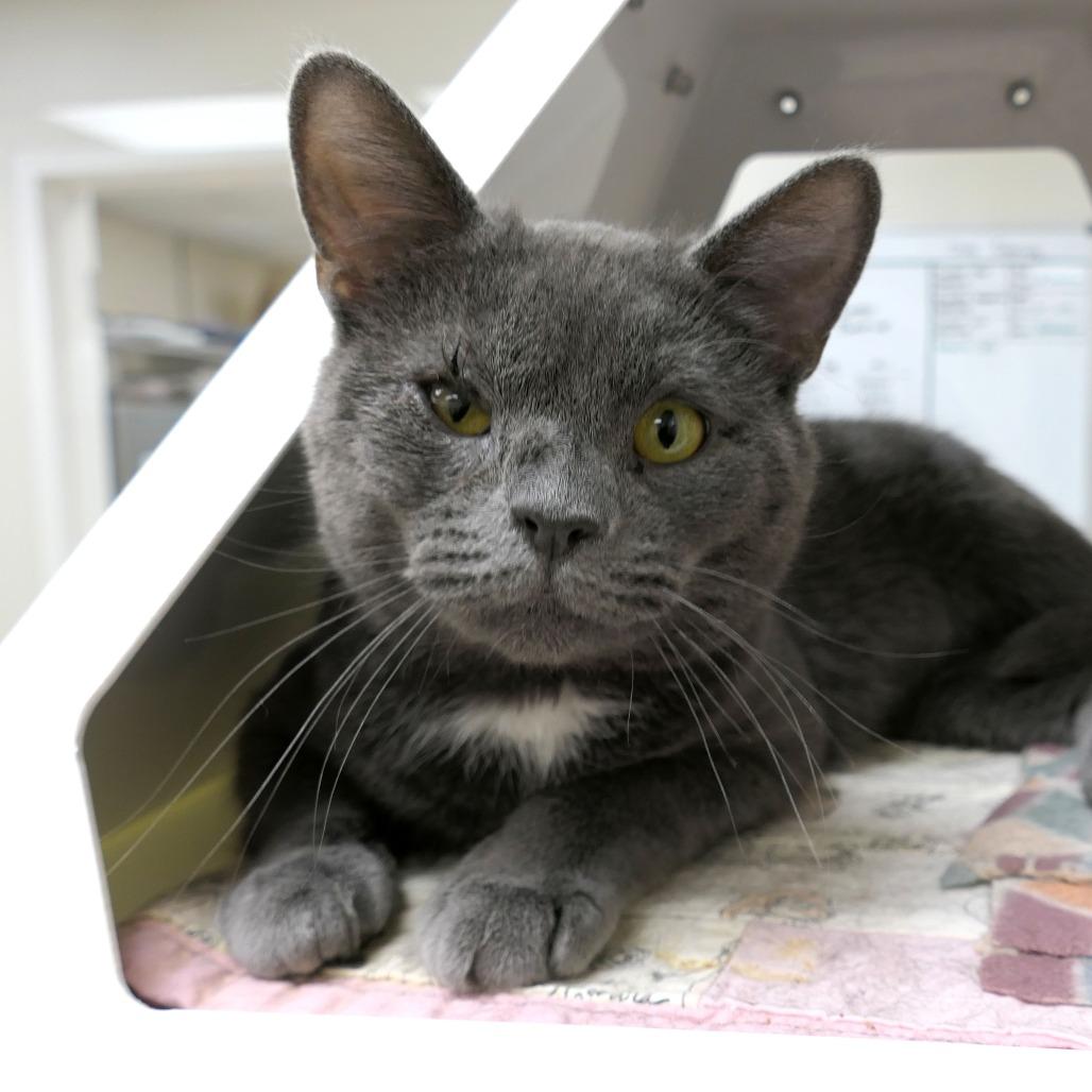 Roger, a Adoptable Domestic Short Hair in Greensboro, GA image 4/6