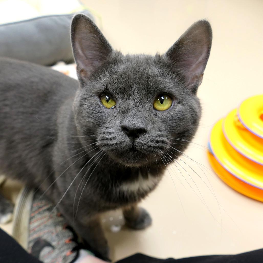 Roger, a Adoptable Domestic Short Hair in Greensboro, GA image 5/6