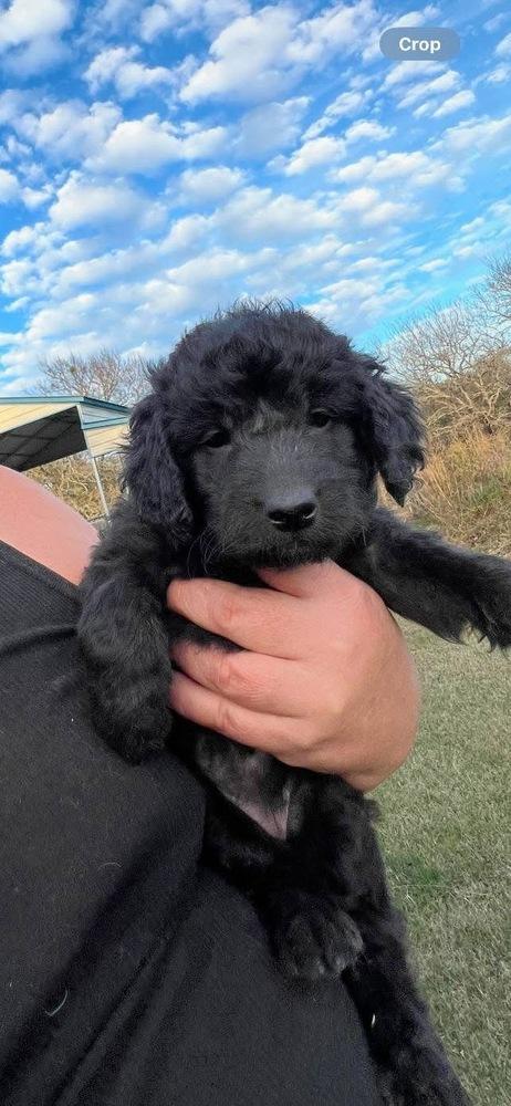 Bartkoweski / Beauty, Adopted, Puppy Female Labrador Retriever & Labrador Retriever.