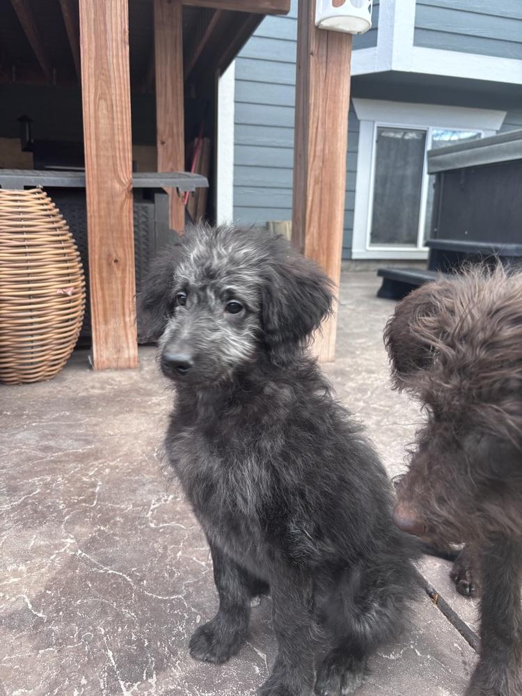 Enlarge Winnie, a Adopted mixed breed in Broomfield, CO image 3/6