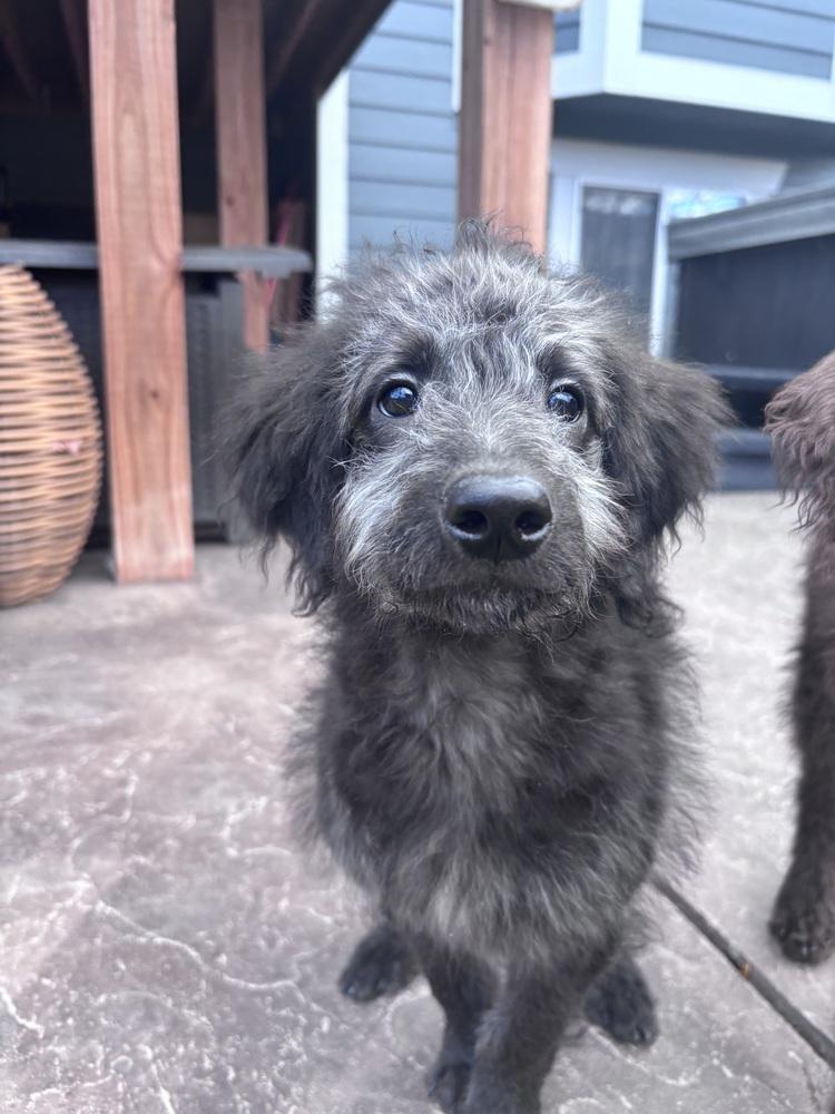Enlarge Winnie, a Adopted mixed breed in Broomfield, CO image 5/6