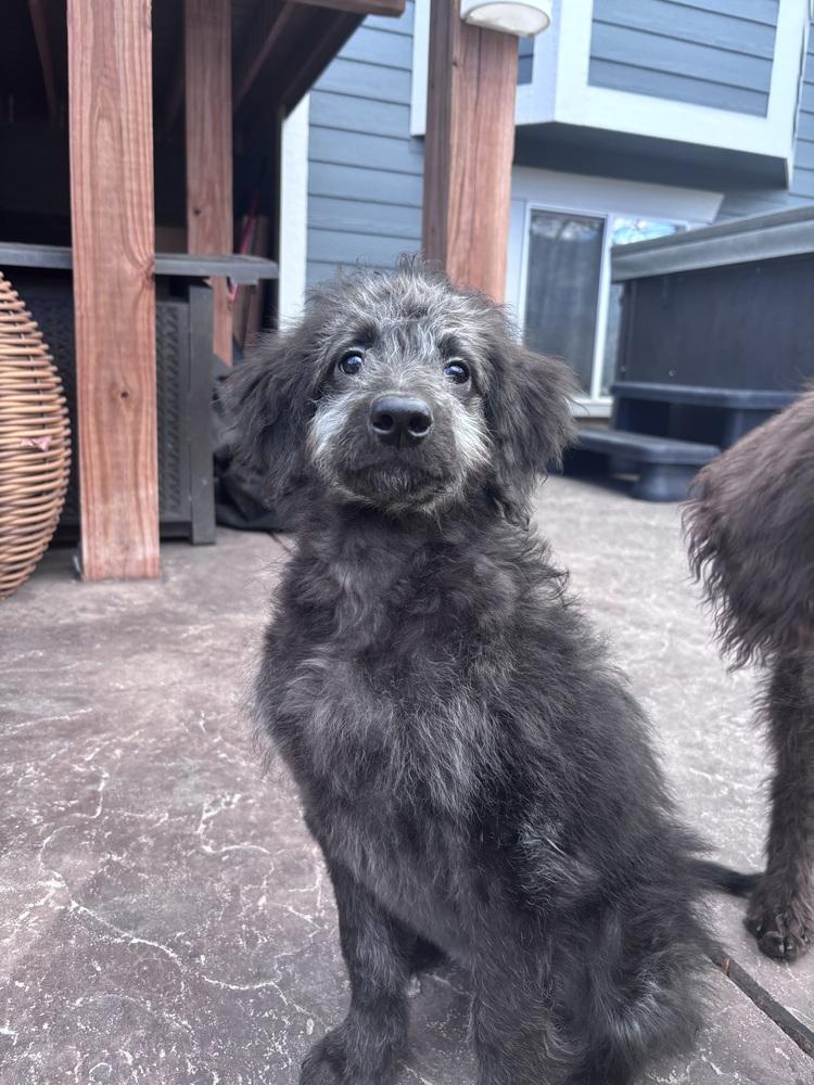 Enlarge Winnie, a Adopted mixed breed in Broomfield, CO image 6/6