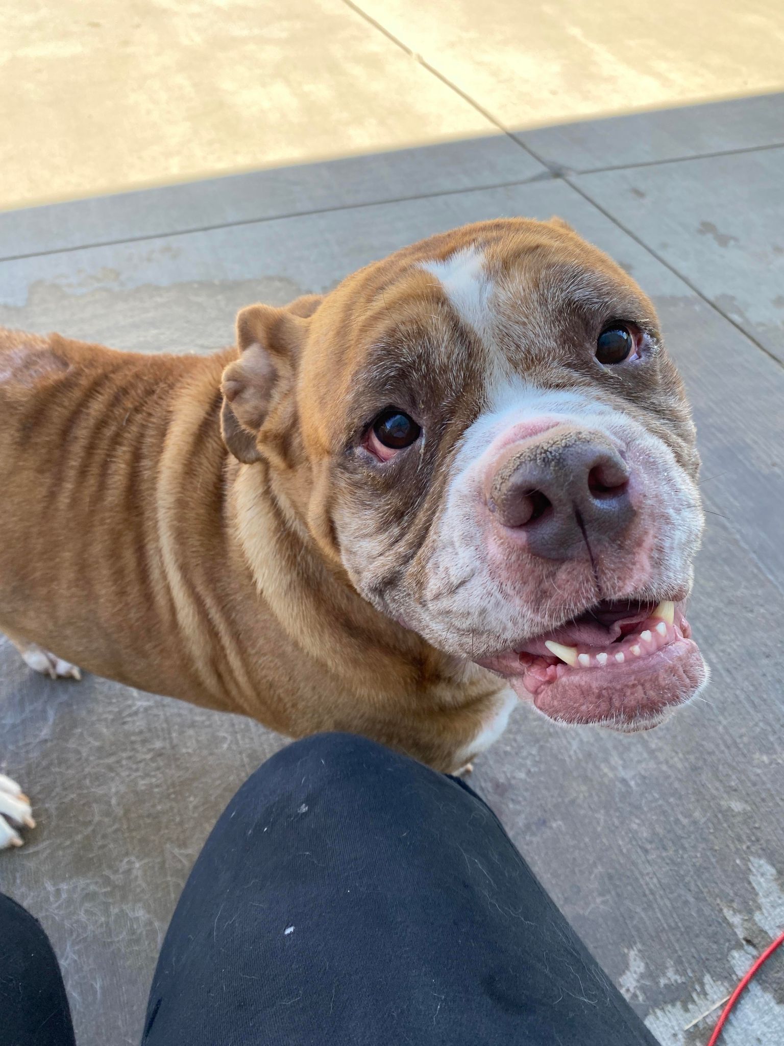 Maizey, Adoptable, Adult Female American Bulldog.