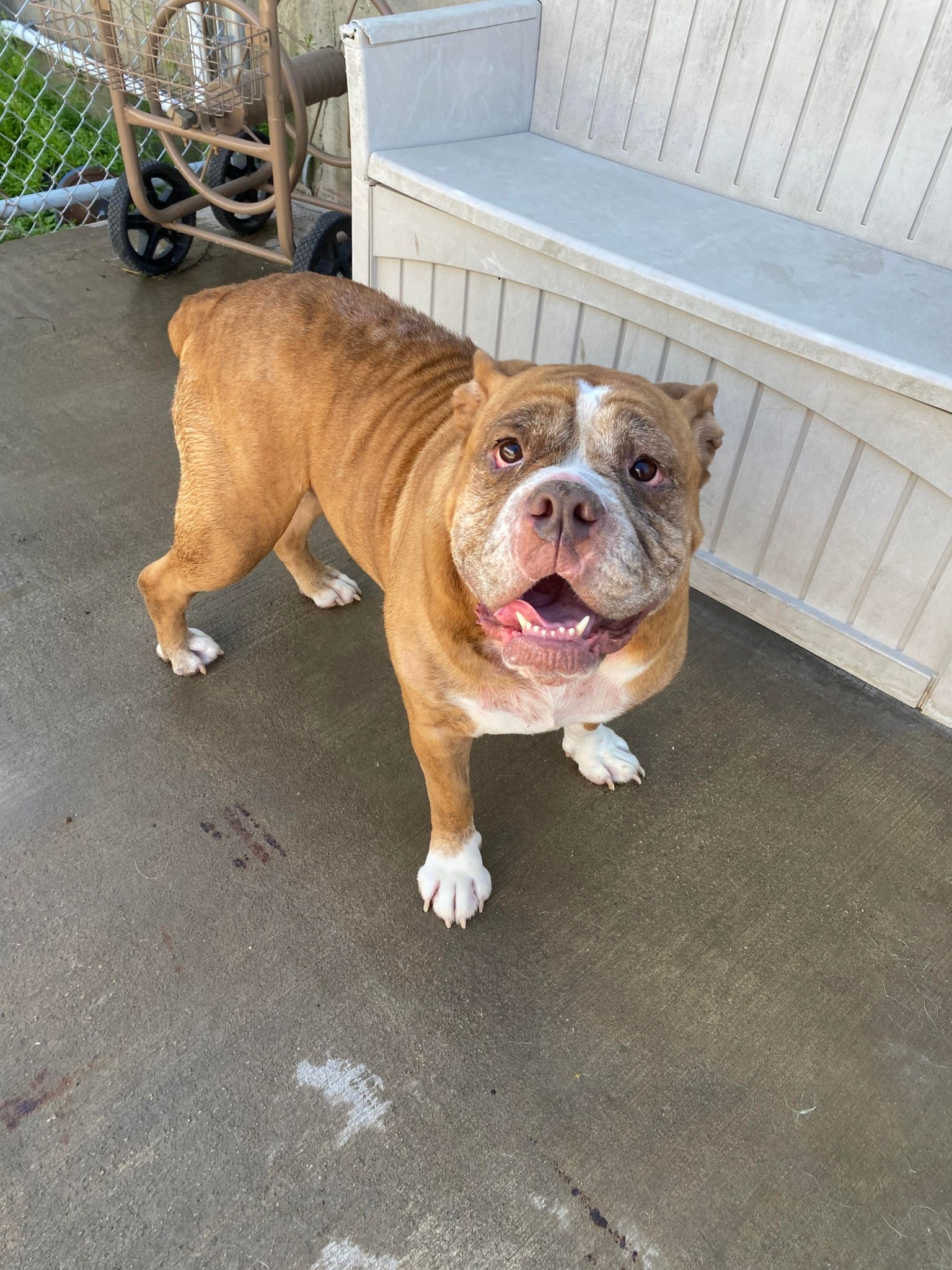 Enlarge Maizey, a Adoptable American Bulldog in La Salle, IL image 2/6