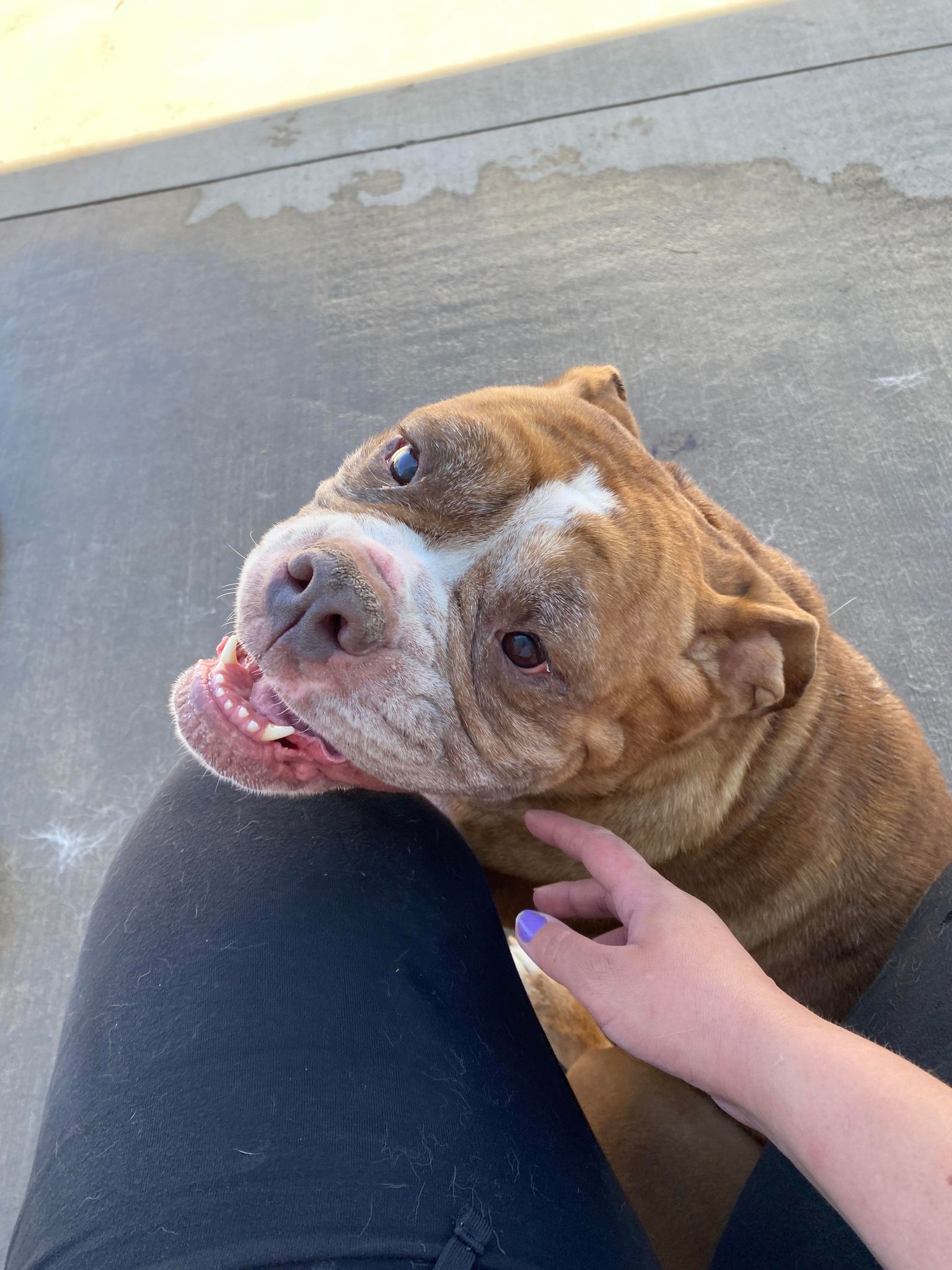 Enlarge Maizey, a Adoptable American Bulldog in La Salle, IL image 3/6