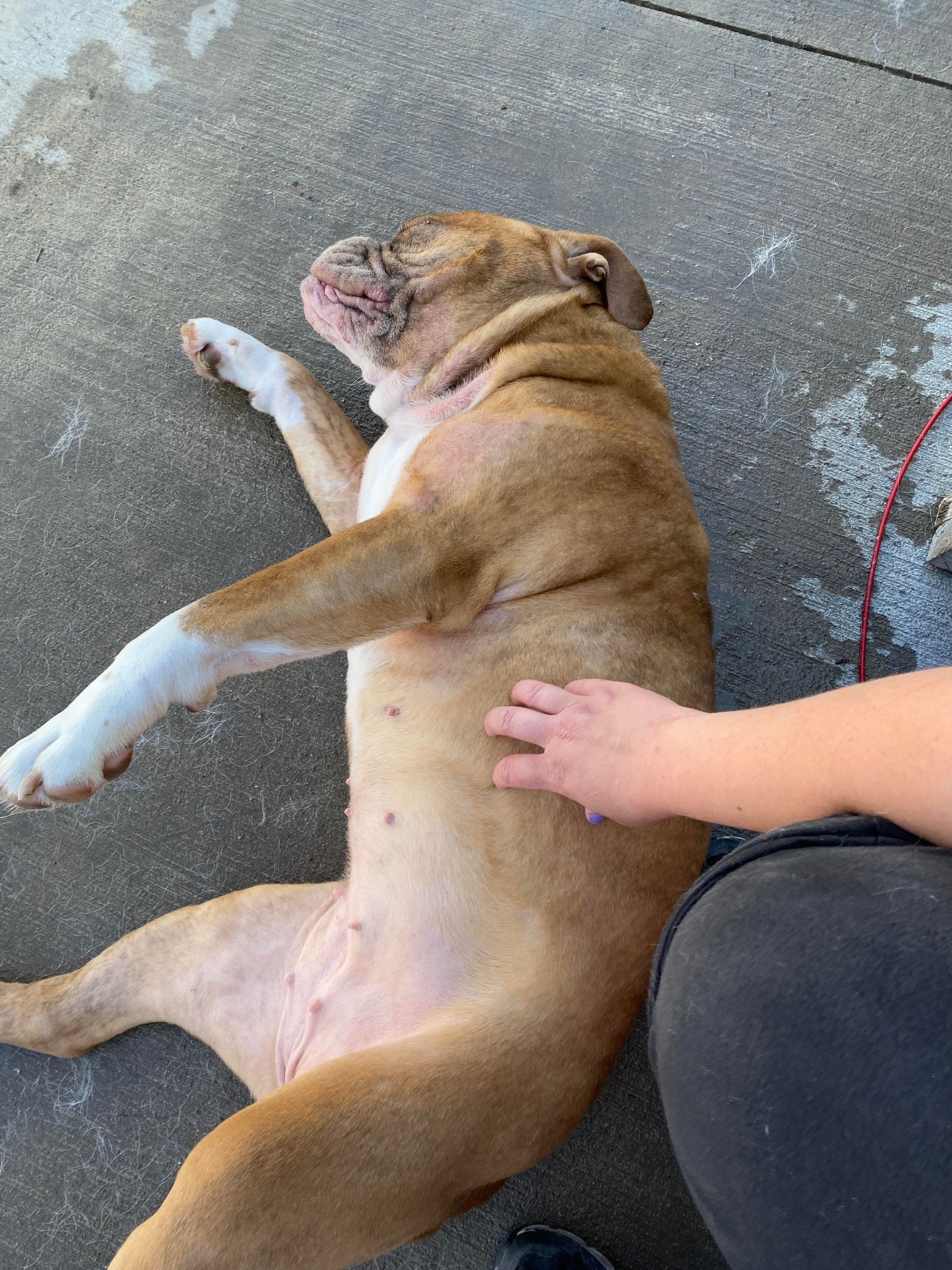 Enlarge Maizey, a Adoptable American Bulldog in La Salle, IL image 4/6