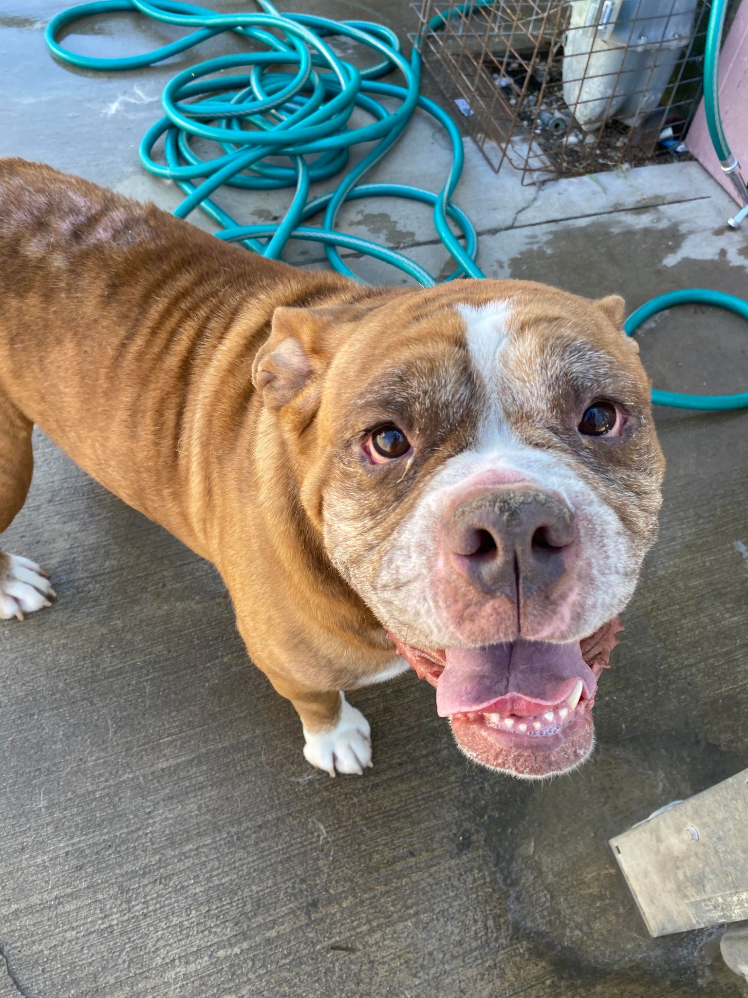Enlarge Maizey, a Adoptable American Bulldog in La Salle, IL image 5/6