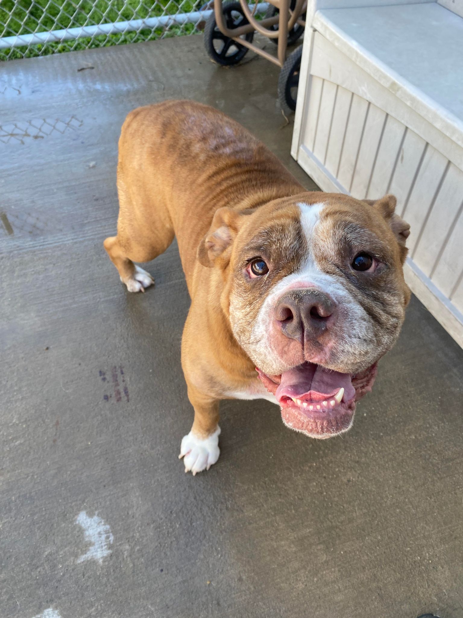 Enlarge Maizey, a Adoptable American Bulldog in La Salle, IL image 6/6