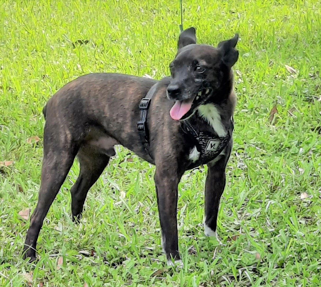 Enlarge Dempsey, a Adoptable Terrier in Lafayette, LA image 2/3