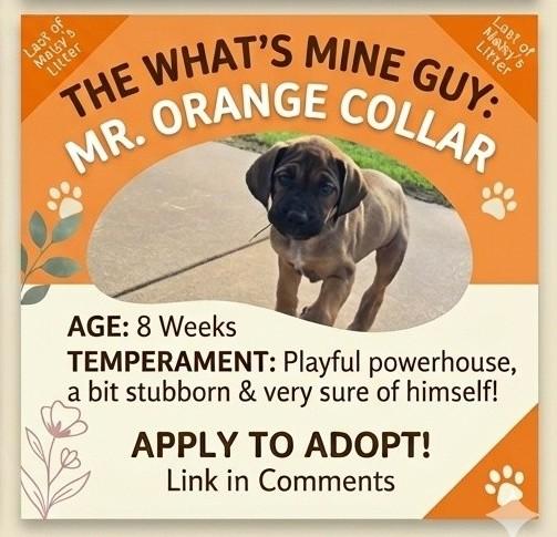 Enlarge Maisy Puppy 5M Orange Collar, a Adoptable mixed breed in Edmond, OK image 1/1