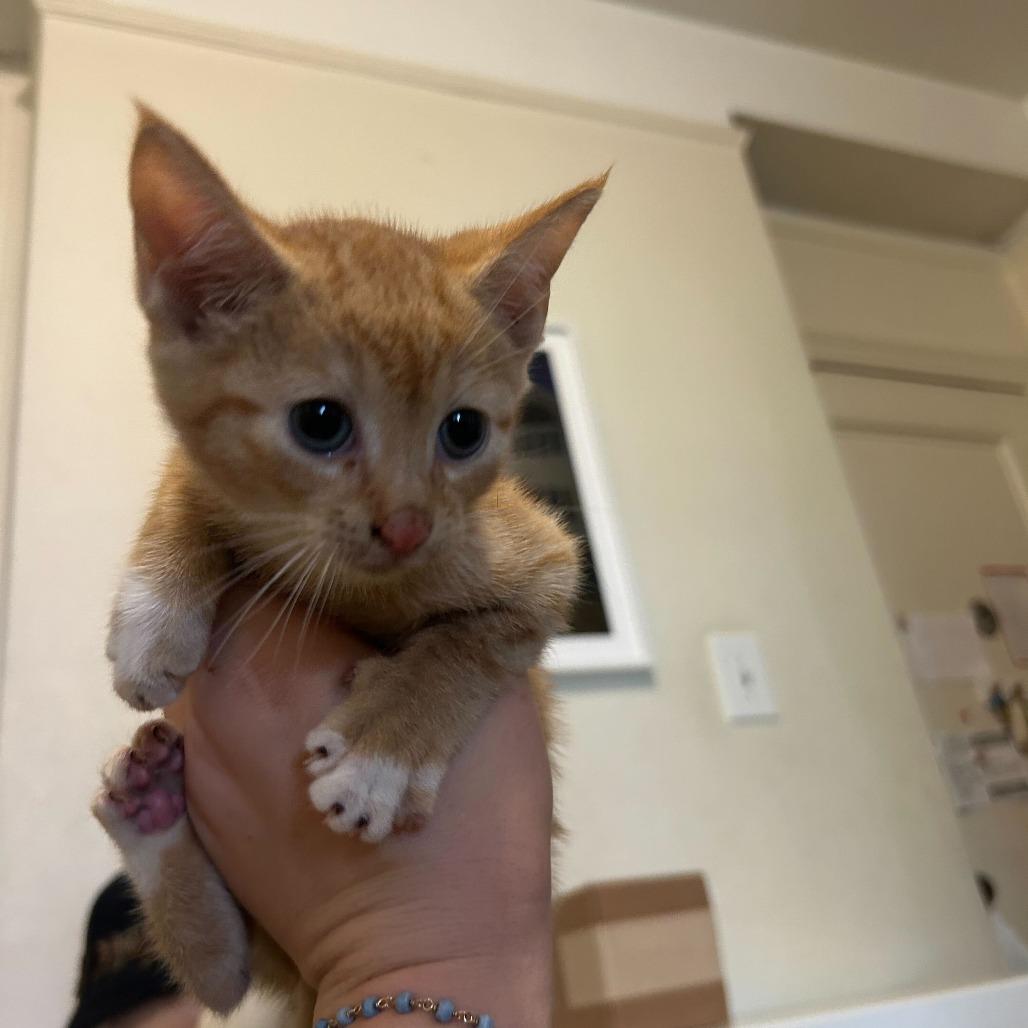 Sunkist, Adoptable, Kitten Male Domestic Short Hair.