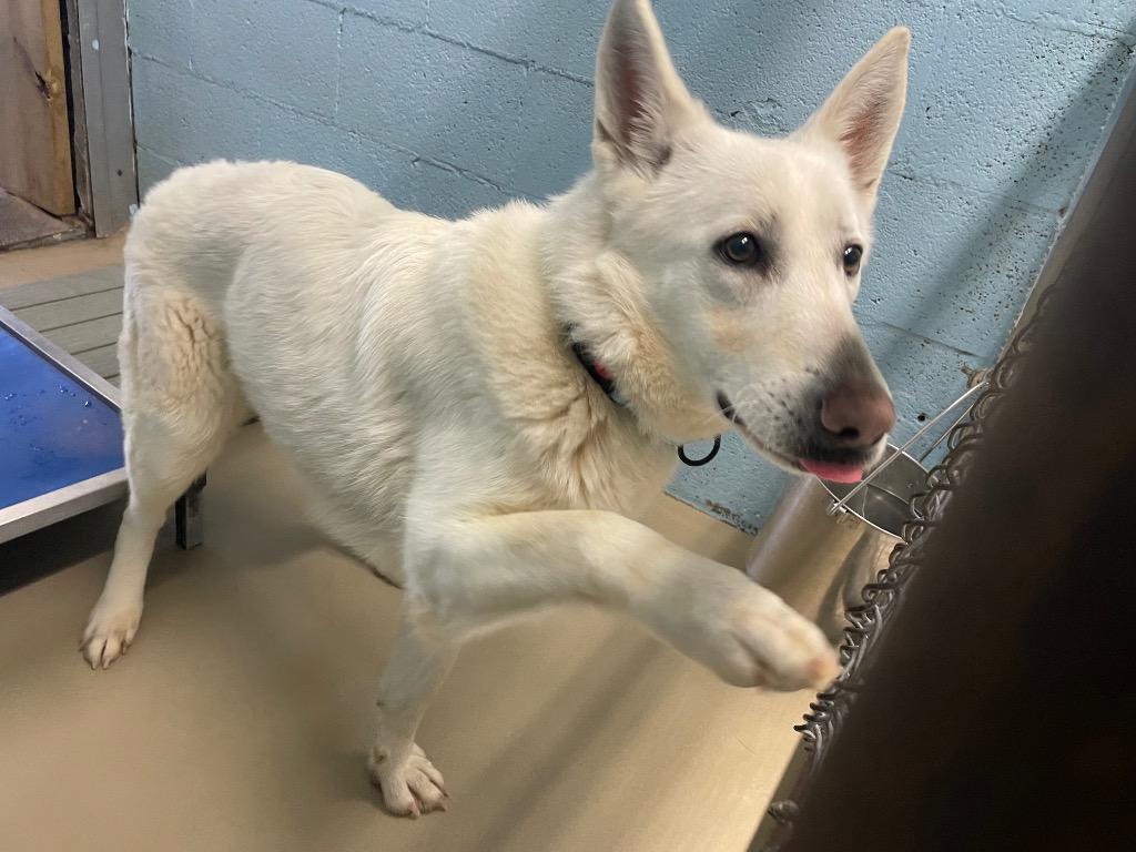 Enlarge Sensei, a Adoptable mixed breed in Blountville, TN image 1/1