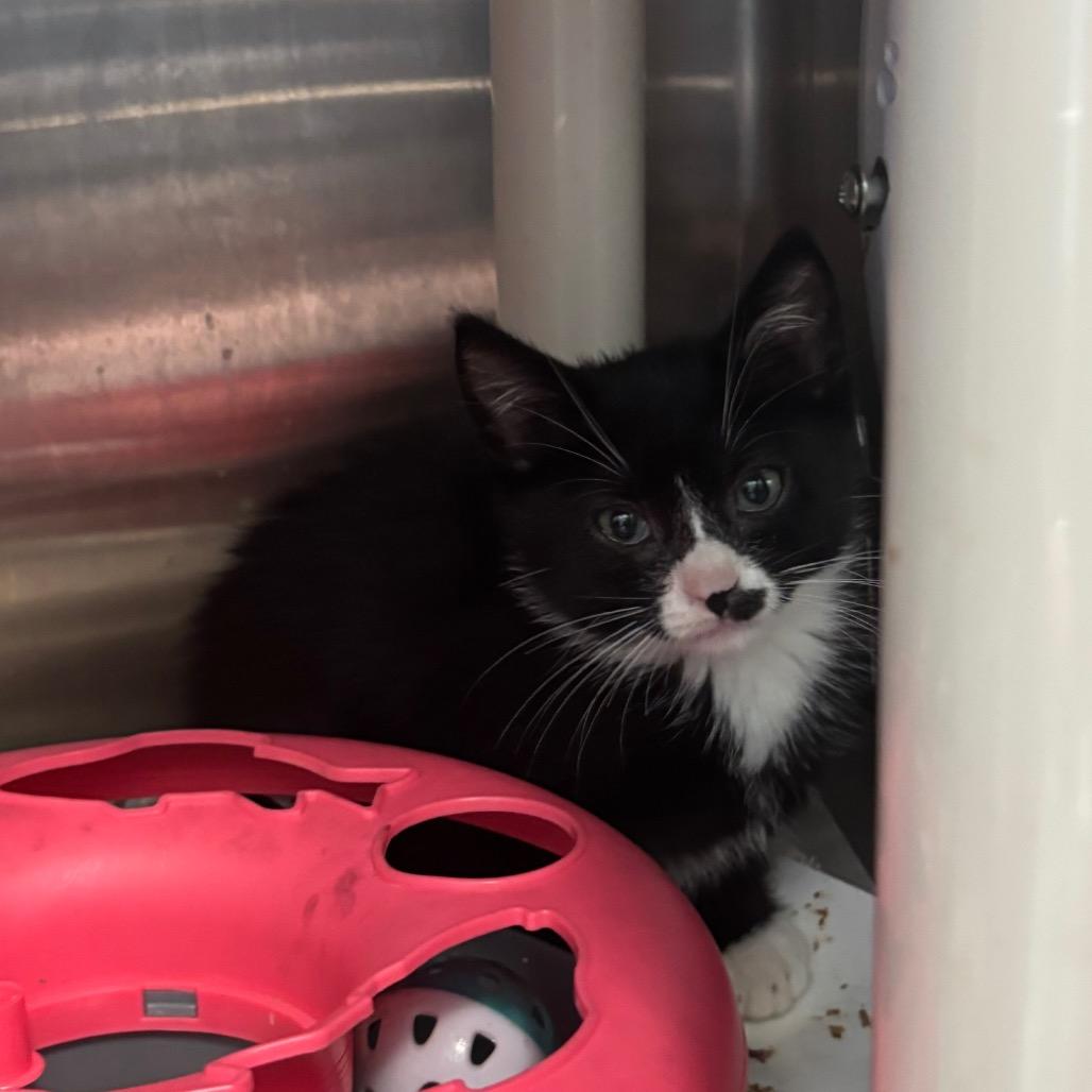 Dear FKA Little Dana, Adoptable, Kitten Female Domestic Short Hair.