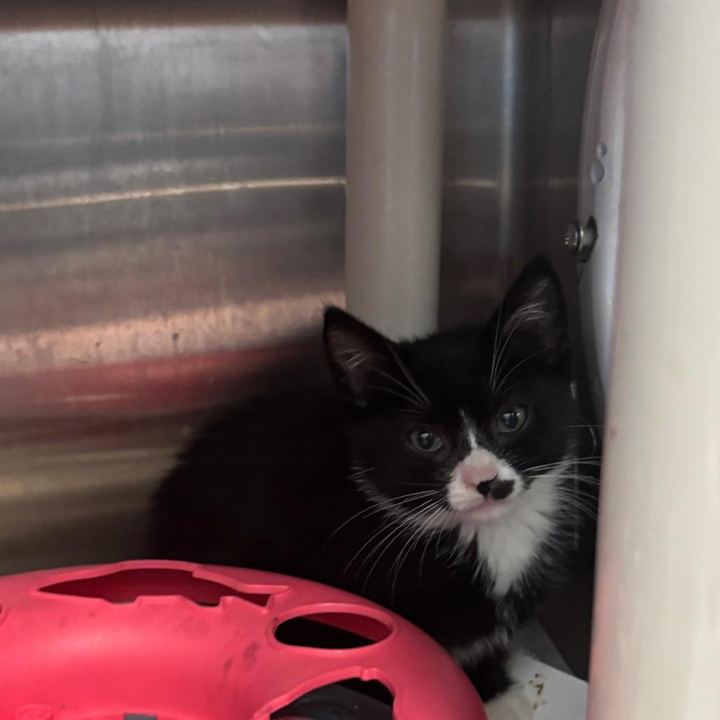 Enlarge Dear FKA Little Dana, a Adoptable Domestic Short Hair in Philadelphia, PA image 2/3