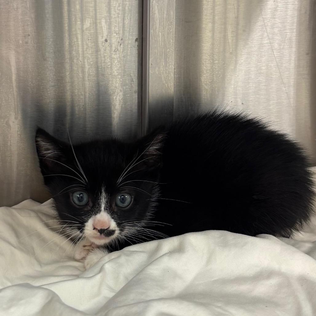 Enlarge Dear FKA Little Dana, a Adoptable Domestic Short Hair in Philadelphia, PA image 3/3