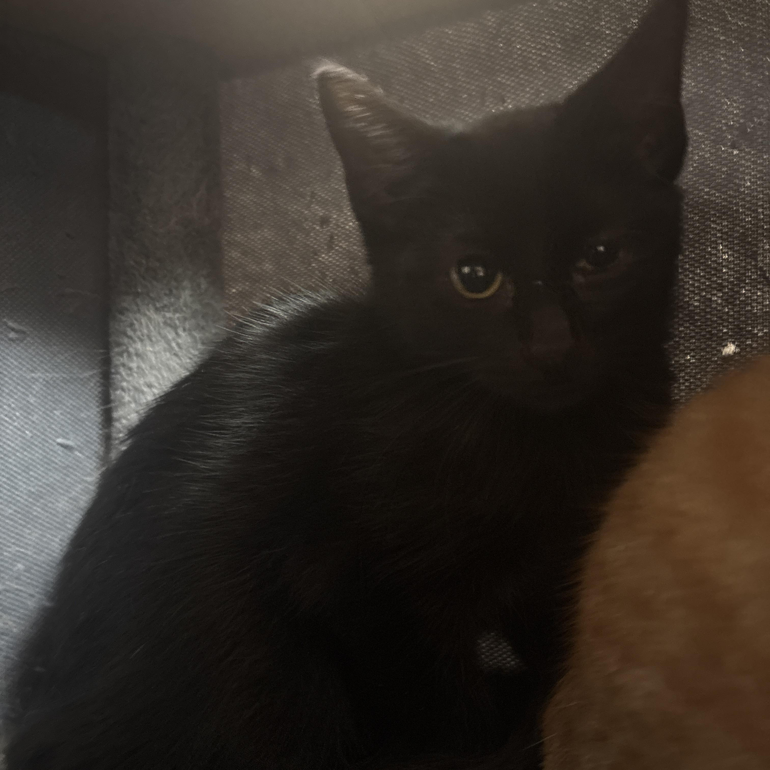 Enlarge Donny, a Adoptable Domestic Short Hair in Washington, UT image 1/1