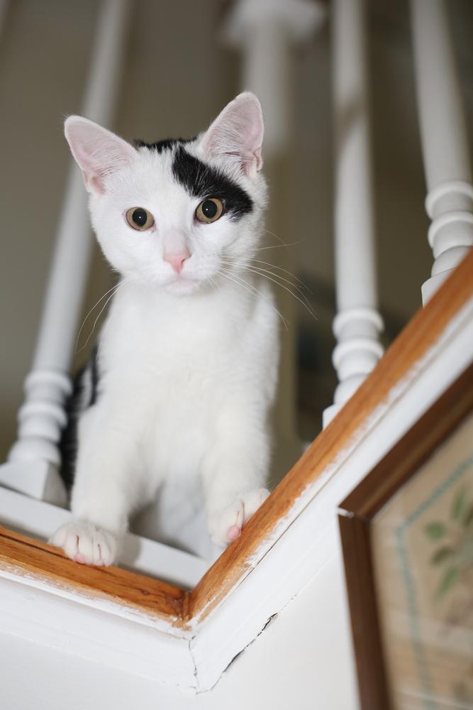 Enlarge Initials Kitten: MW, a Adoptable mixed breed in New Fairfield, CT image 2/6