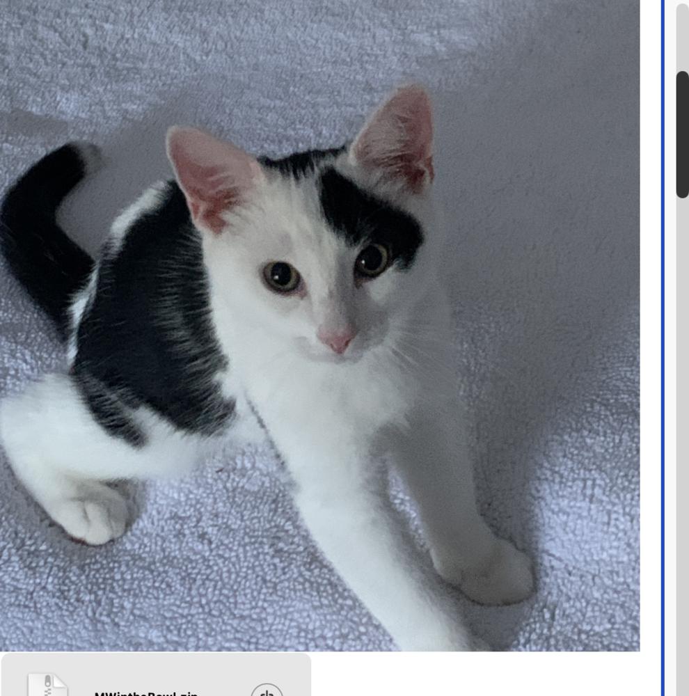 Enlarge Initials Kitten: MW, a Adoptable mixed breed in New Fairfield, CT image 4/6