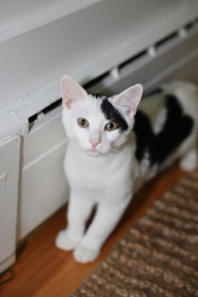 Enlarge Initials Kitten: MW, a Adoptable mixed breed in New Fairfield, CT image 3/6