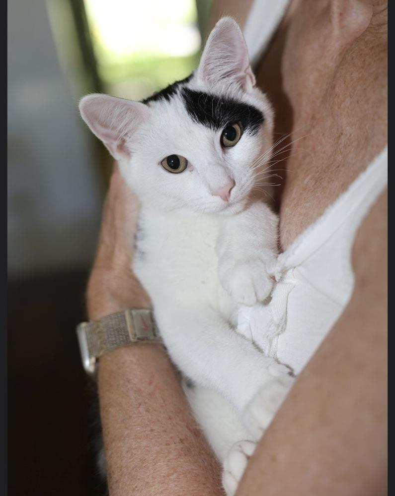 Enlarge Initials Kitten: MW, a Adoptable mixed breed in New Fairfield, CT image 6/6