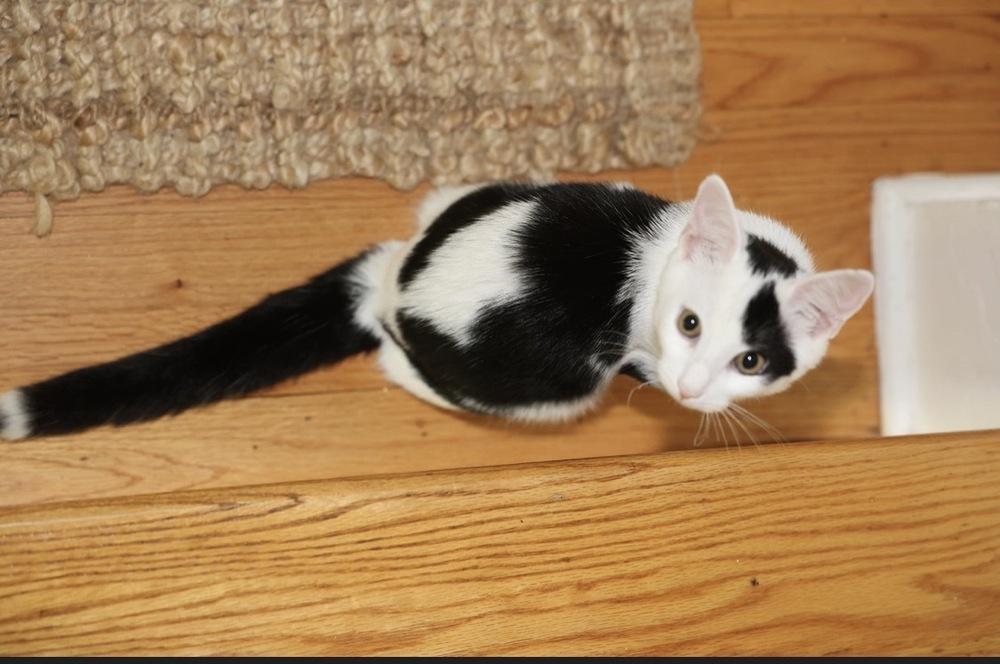 Initials Kitten: MW, Adoptable, Kitten Male Domestic Short Hair.