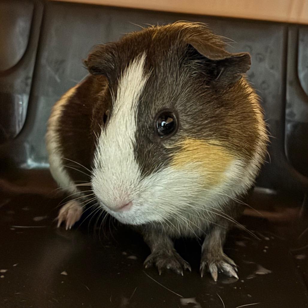 Enlarge Cookie, a Adoptable Guinea Pig in Springfield, MA image 1/2