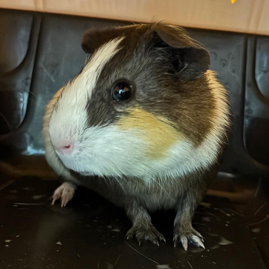 Enlarge Cookie, a Adoptable Guinea Pig in Springfield, MA image 2/2