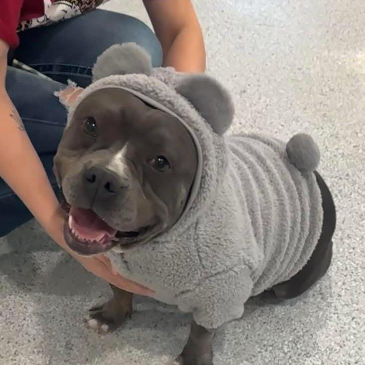 Stella, a Adoptable American Staffordshire Terrier in Pineville, MO image 2/6