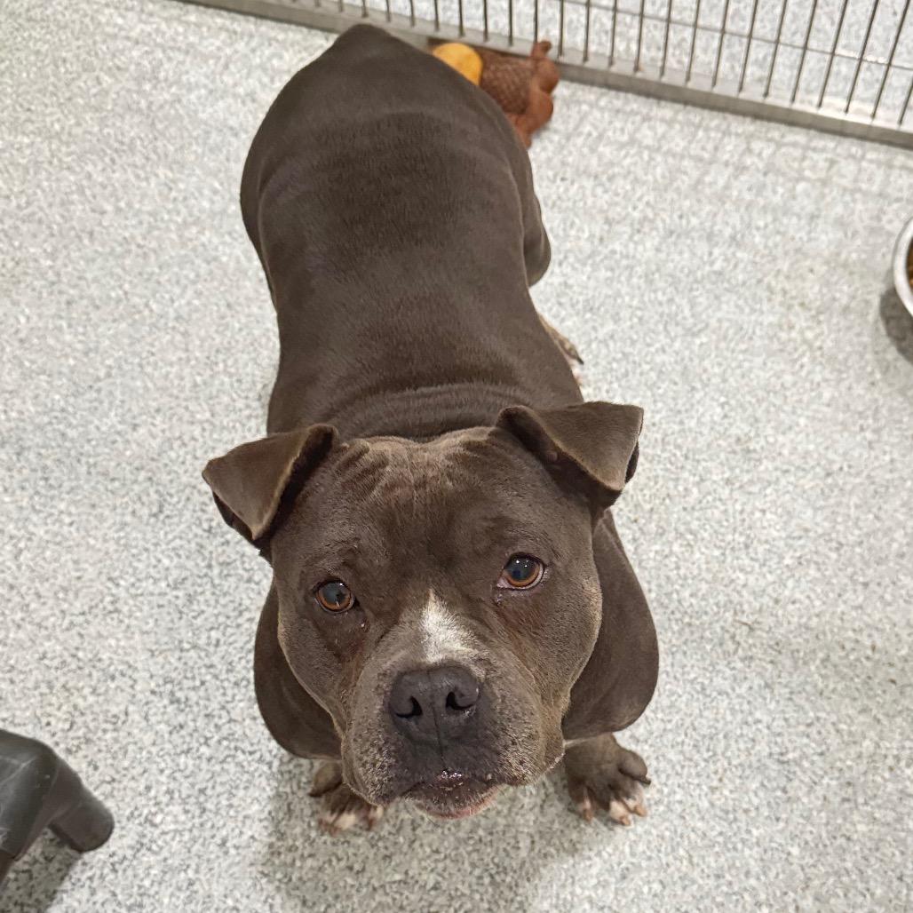 Stella, a Adoptable American Staffordshire Terrier in Pineville, MO image 4/6