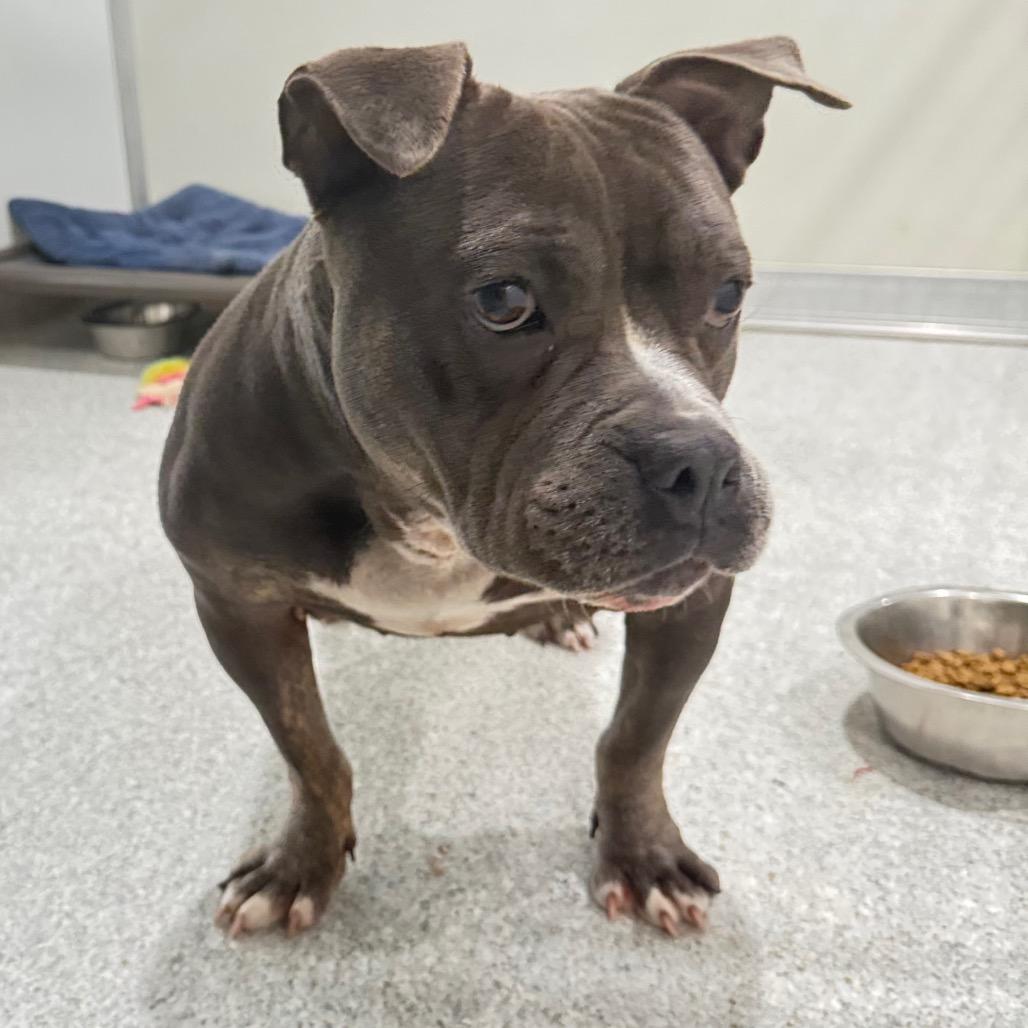 Stella, a Adoptable American Staffordshire Terrier in Pineville, MO image 5/6