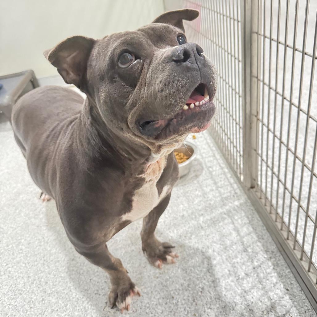 Stella, a Adoptable American Staffordshire Terrier in Pineville, MO image 6/6