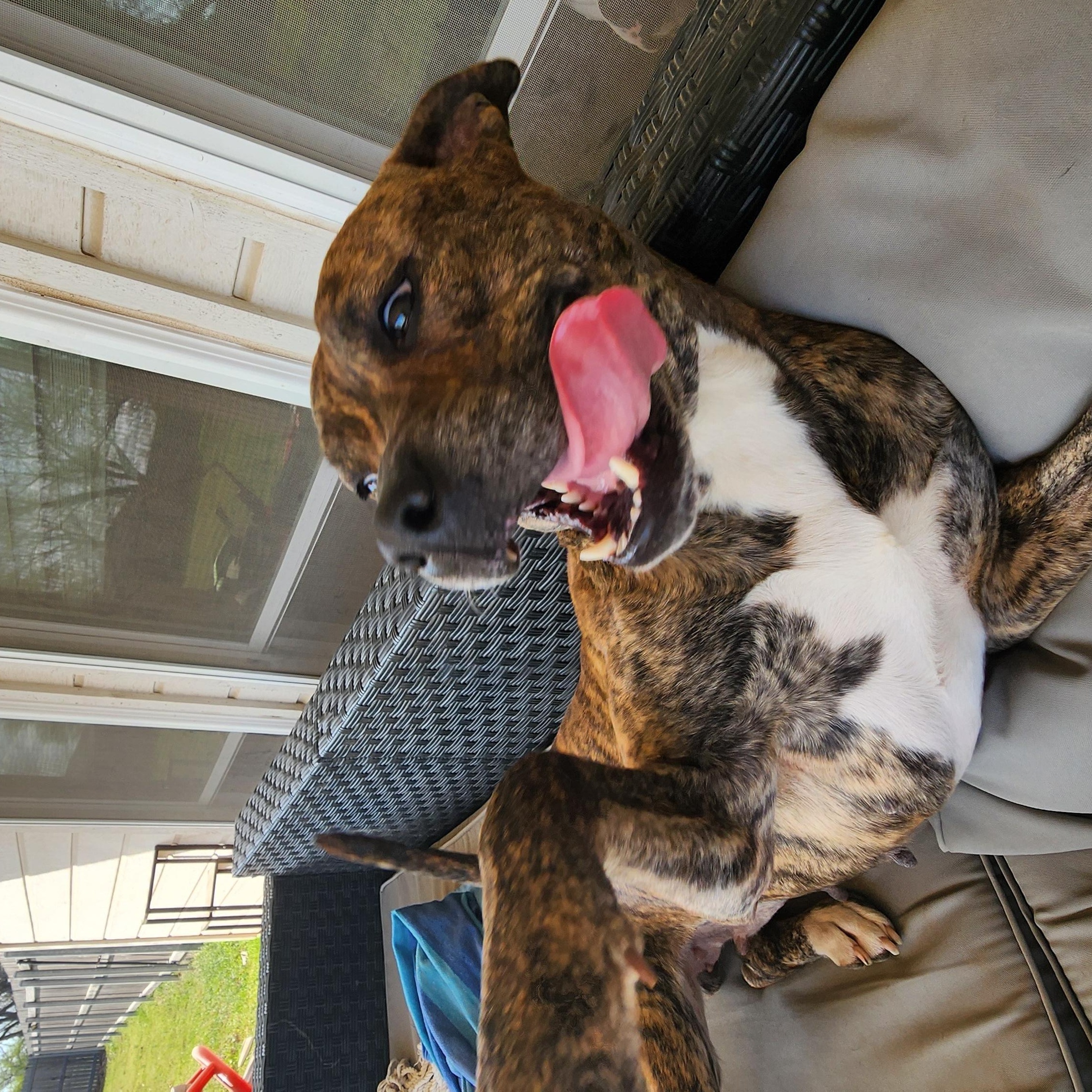 Queen, Adopted, Adult Female Pit Bull Terrier.