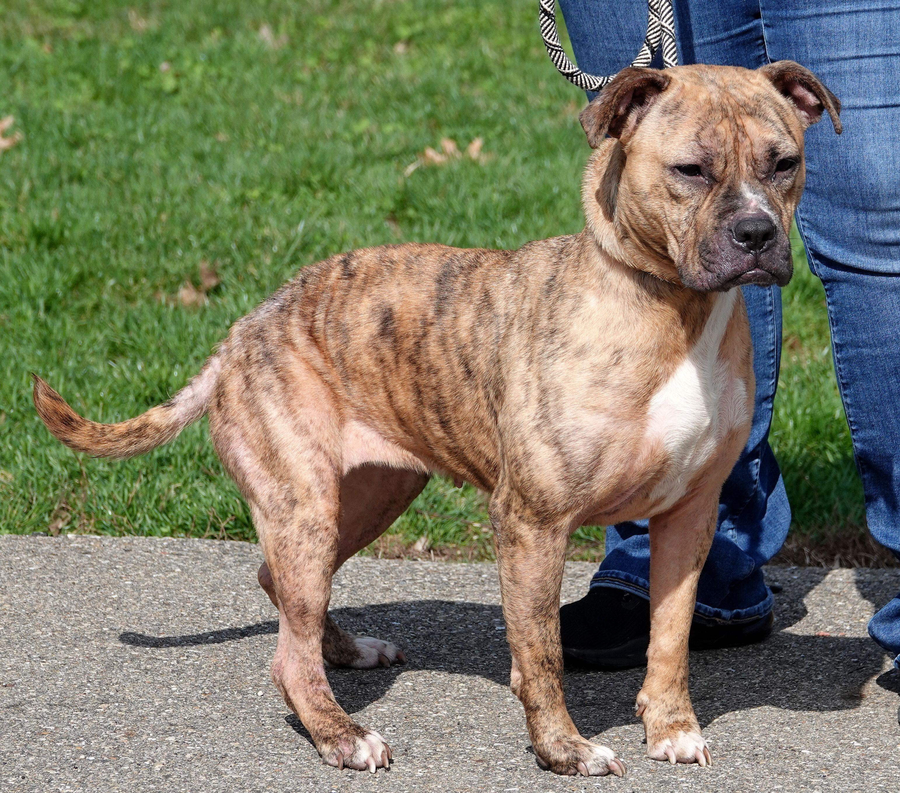 Enlarge Smidge, a ADOPTABLE mixed breed in Millfield, OH image 3/4