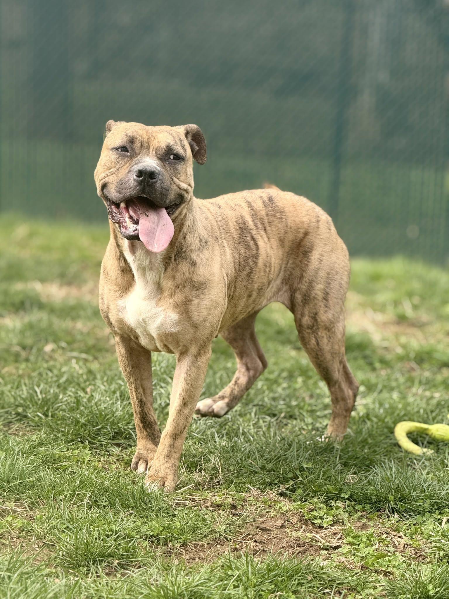 Smidge, ADOPTABLE, Adult Female Terrier.