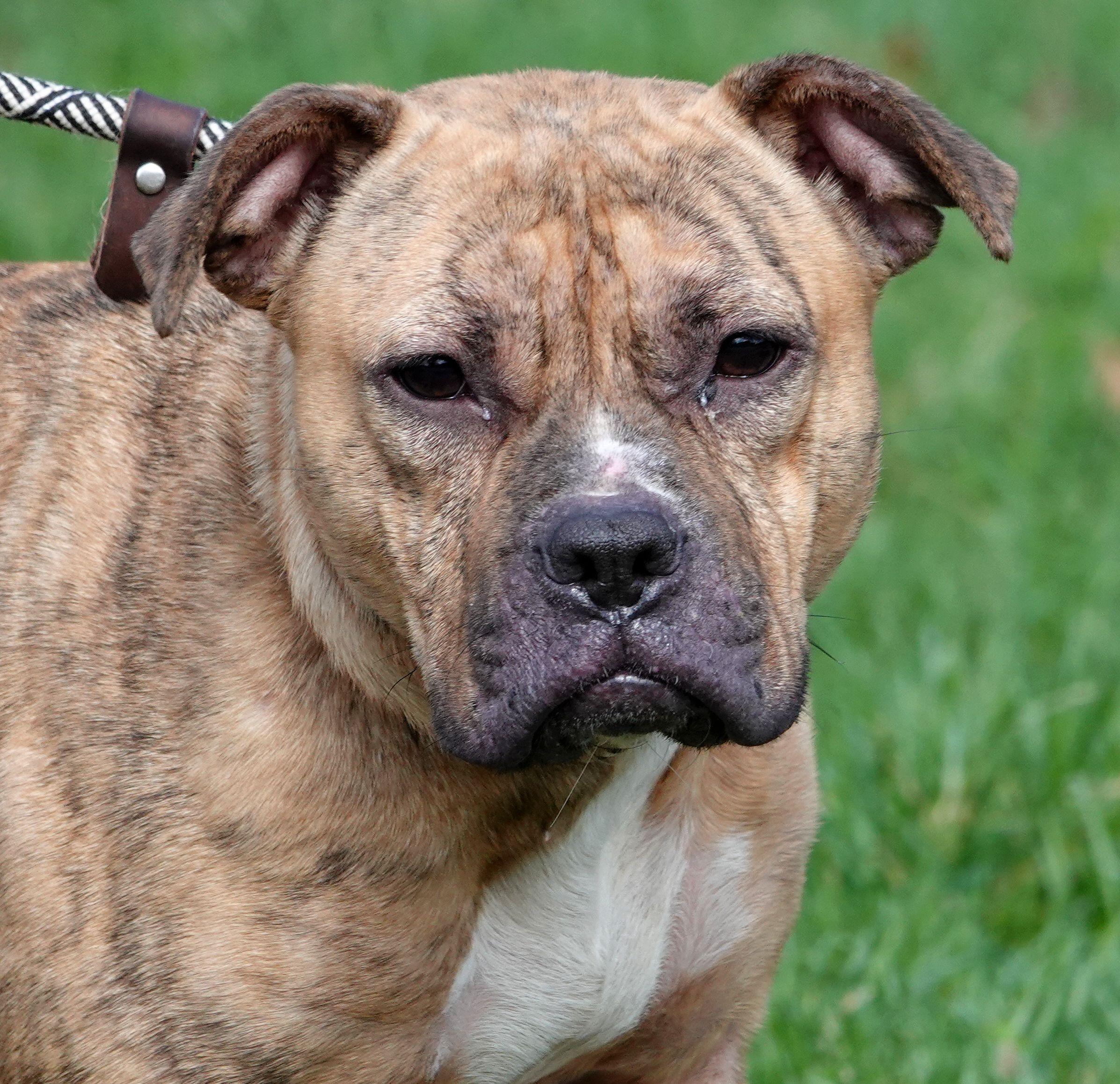 Smidge, ADOPTABLE, Adult Female Terrier.