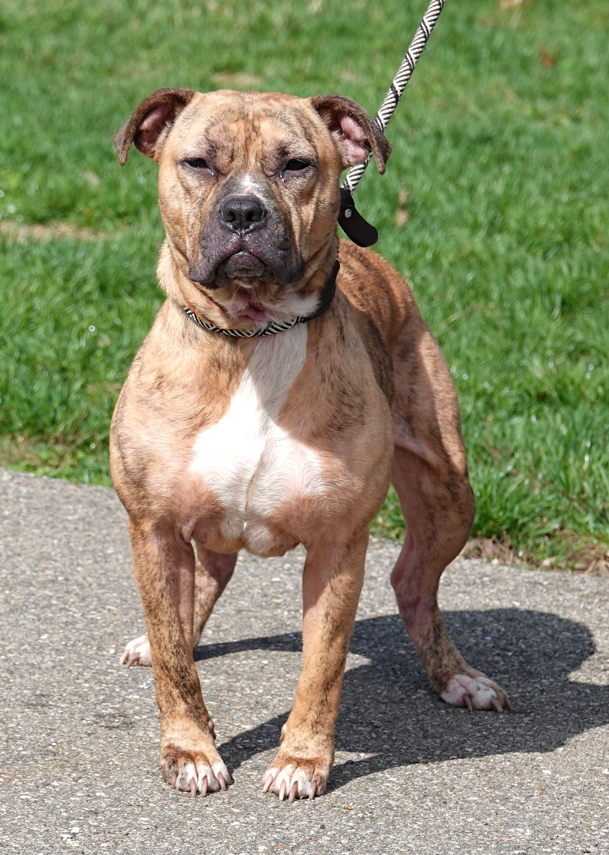 Enlarge Smidge, a ADOPTABLE mixed breed in Millfield, OH image 4/4