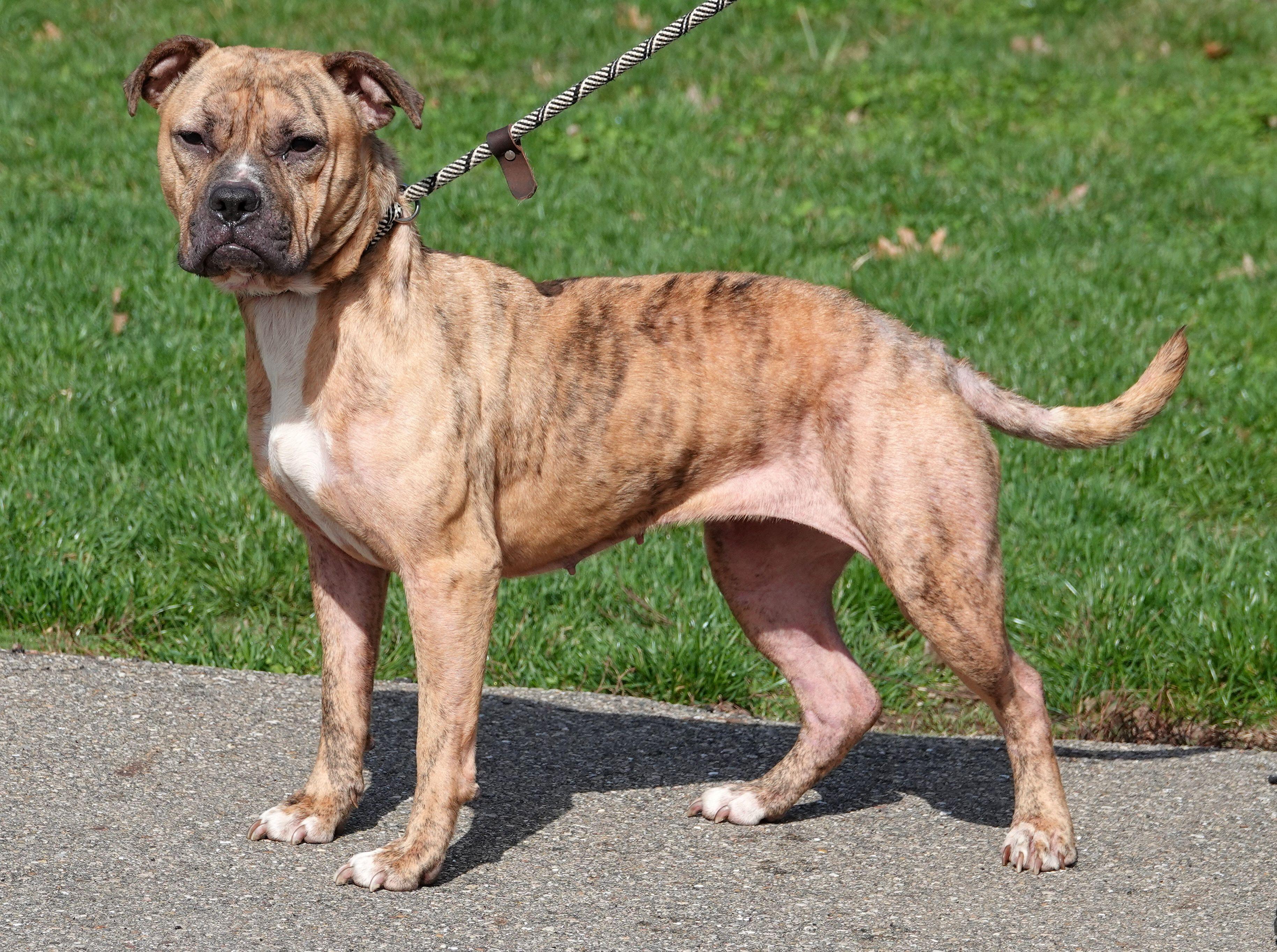 Enlarge Smidge, a ADOPTABLE mixed breed in Millfield, OH image 2/4