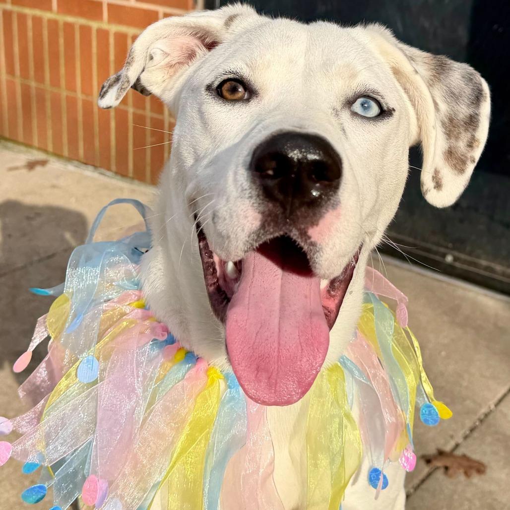 Kira, Adoptable, Young Female Siberian Husky & Labrador Retriever.