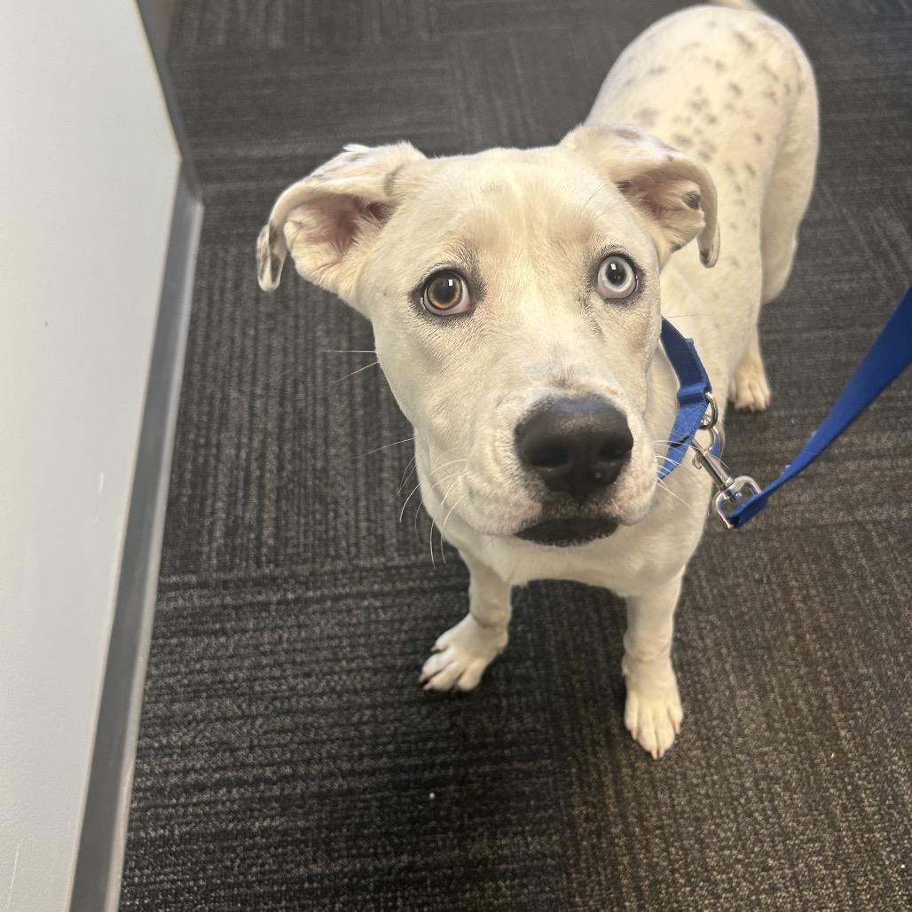 Enlarge Kira, a Adoptable mixed breed in Dayton, OH image 2/6