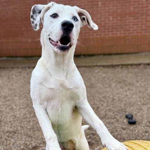 Enlarge Kira, a Adoptable mixed breed in Dayton, OH image 3/6