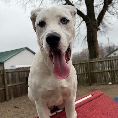 Enlarge Kira, a Adoptable mixed breed in Dayton, OH image 4/6