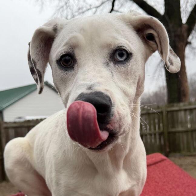 Enlarge Kira, a Adoptable mixed breed in Dayton, OH image 5/6