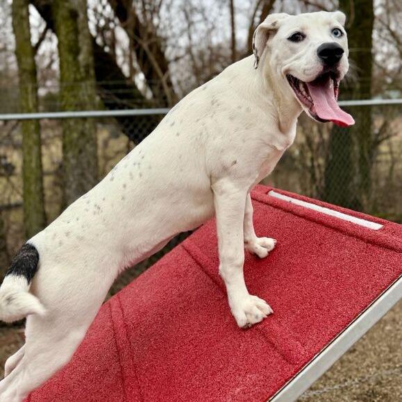 Enlarge Kira, a Adoptable mixed breed in Dayton, OH image 6/6