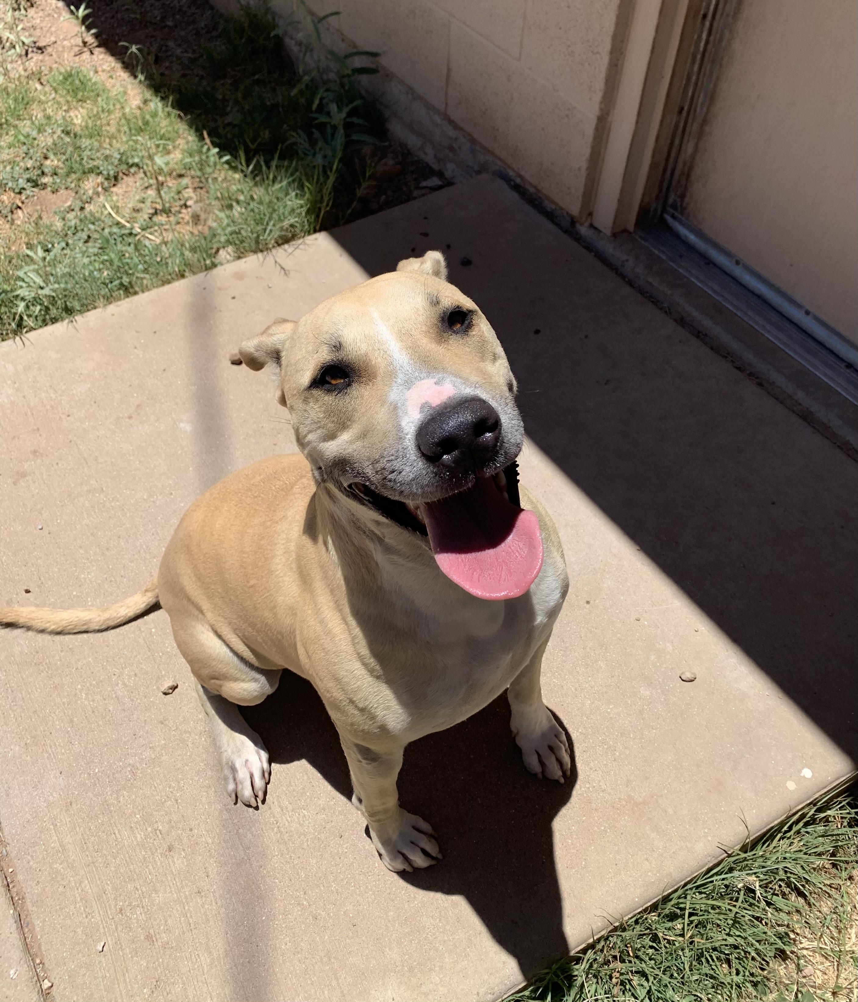 Potato, ADOPTABLE, Adult Male Labrador Retriever & Pit Bull Terrier.