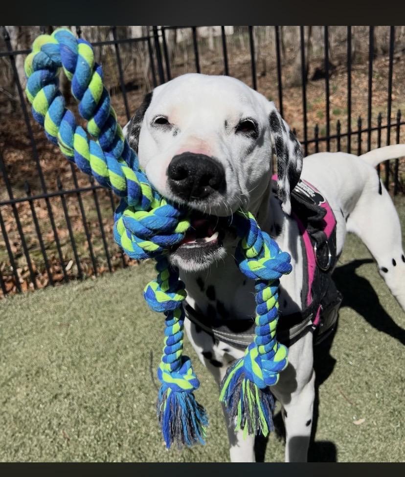 Two Tone, a ADOPTABLE mixed breed in Philadelphia, PA image 2/6