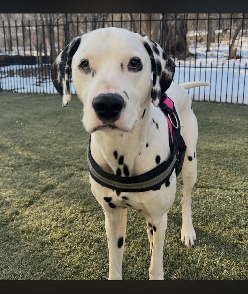 Two Tone, ADOPTABLE, Adult Male Dalmatian.