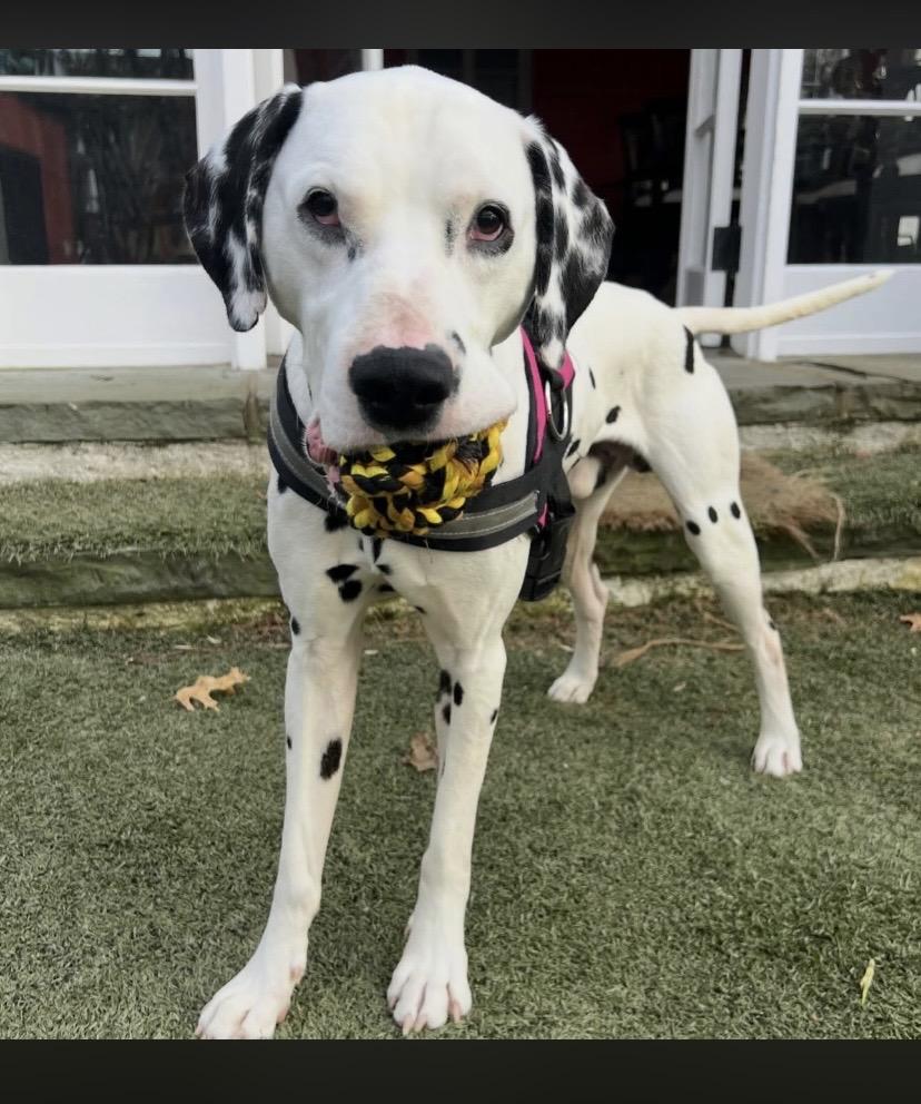 Two Tone, a ADOPTABLE mixed breed in Philadelphia, PA image 3/6