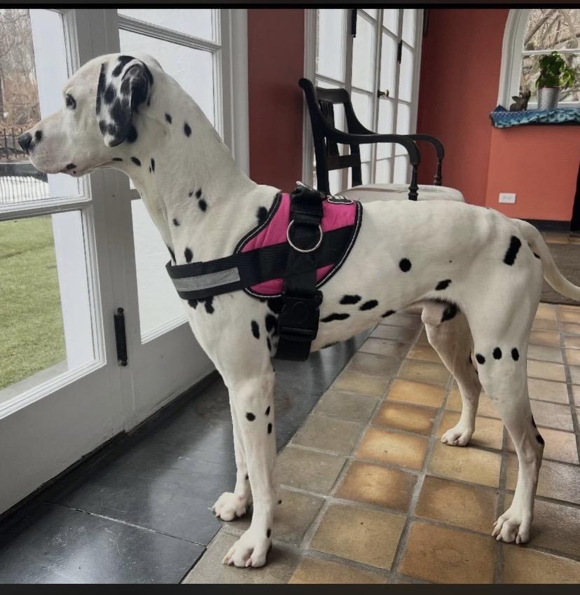 Two Tone, a ADOPTABLE mixed breed in Philadelphia, PA image 6/6