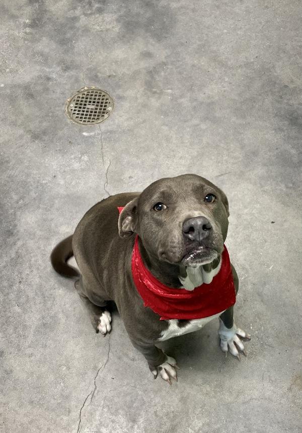 Jingles, Adoptable, Adult Female Pit Bull Terrier.